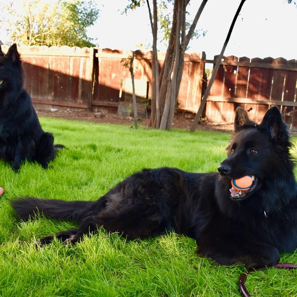 Reagan's Abodminal Surgery - Picture 5 of 7